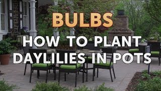 How to Plant Daylilies in Pots [upl. by Harlene]