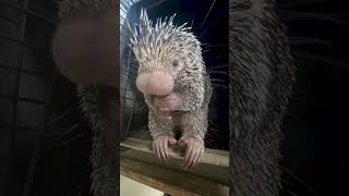 Meet our newest prickly resident Quillow [upl. by Ambrogio]