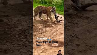 Tiger killed😱dog at zone 2 Ranthambore National Park Tiger attack dog shortsfeed bigcat tiger s [upl. by Kraska]