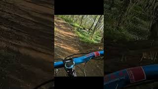 King of the forest mtb mountainbike [upl. by Atikram]