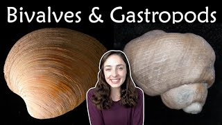 Mollusca Pt 2 Bivalves amp Gastropods Invertebrate Paleontology  GEO GIRL [upl. by Naujyt]