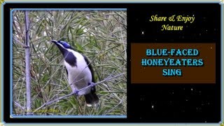 44Bird CallsSongsSoundsBluefaced HoneyeaterAustralian Backyard Garden Birds Singing [upl. by Naryt]