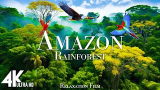 Amazon 4K  The World’s Largest Tropical Rainforest  Jungle Sounds  Scenic Relaxation Film [upl. by Anirtek805]