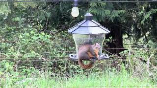 Squirrel helping himself at the bird feeder [upl. by Alver452]