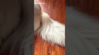 Slay with Kiro dog dogs funny dogvideos [upl. by Rhea]