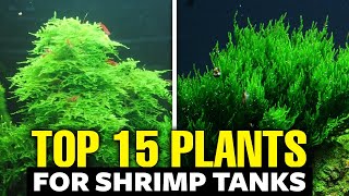 The 15 BEST Plants for Shrimp Tanks [upl. by Aikel35]