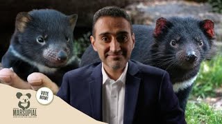 Why The Tassie Devil Should Be Marsupial Of The Year [upl. by Adnama936]