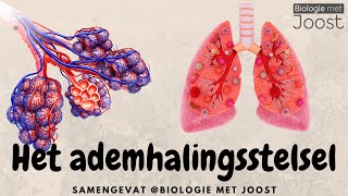 Het ademhalingsstelsel  Samenvatting [upl. by Maxa]