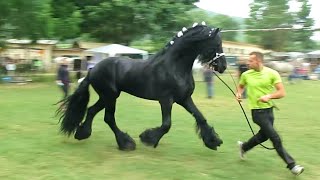 Cavallo Frisone di alta scuola [upl. by Selegna]