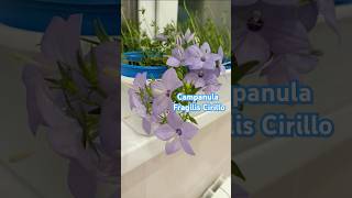 Кампанула крупноцветковая Чирилло  Campanula Fragilis Cirillo кампанула цветоводство колокольчик [upl. by Zela]