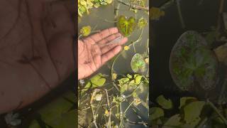 I helped 1 fish go home 🏠 Amazing chada fish 🐠 shorts fish animals shakibshakil10 [upl. by Tivad]