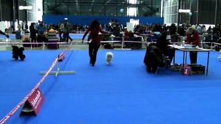 CACIB Brno Czech Republic 04022012 judge Jaroslava Ovesna CZ  poodle toy dogs cacib [upl. by Maro]