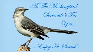 Northern Mockingbird Mimus polyglottos Singing at night June 29 2012 BEST [upl. by Ramad]