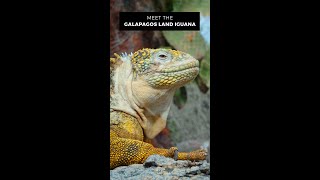 Meet the Galapagos Land Iguana [upl. by Adi]