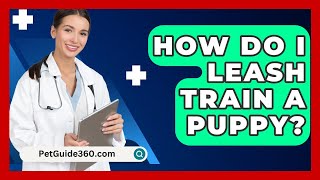 How Do I Leash Train a Puppy  PetGuide360com [upl. by Iggam]