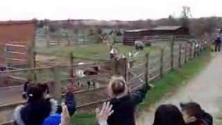 Darren the Waving Goat at White Post Farm [upl. by Gowon200]