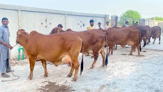 Highest Milking 27 KgDay Milk Record Red Gold Sahiwal Cattle Farm ll Smi Sahiwal Cow Farm [upl. by Levina]