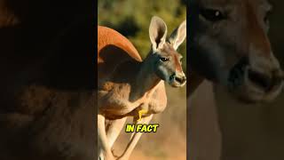 Fighting Kangaroos The Scientific Truth [upl. by Arrahs]