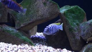 African Malawi Mbuna Cichlids Aquarium quotMalawi Lakequot [upl. by Aetnuahs]