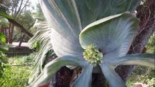 Worlds Largest Staghorn Fern [upl. by Cirenoj]