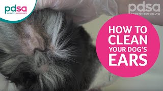 How To Clean Your Dog’s Ears And Recognise Ear Problems [upl. by Toscano]