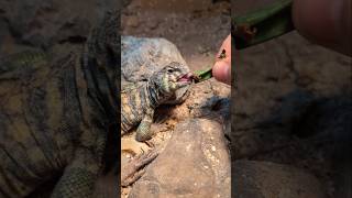 Uromastyx Handfeeding petlizard uromastyx feeding cute [upl. by Iaras]