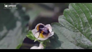 Strawberry pollination with Natupol bumblebees  SampA Produce [upl. by Monah]