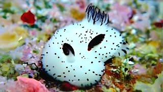 Sea Bunny 🌊 The Most Adorable Ocean Creature [upl. by Romilly622]