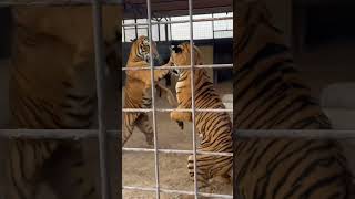 Tiger fight in the zoo tiger real fight caught on camera  Animal fight tigerfight caughtoncamera [upl. by Fagen692]