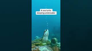 A turtle sleeping underwater 🐢💤😴 sleeping underwater amazing turtle shortvideo shortviral [upl. by Eilsek]