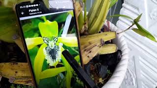 Coelogyne pandurata vs Coel asperata  komparasikan yuk indonesianorchids [upl. by Enelrahs]