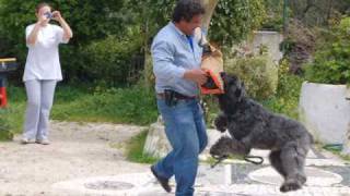 Nobel  quotThe Great Bouvier des Flandresquot [upl. by Alica]