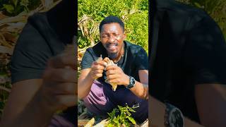 From maize to mayhem 😂😂 viralvideo funny content explorepage explore africa [upl. by Ginger]