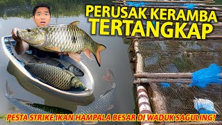 AKHIRNYA MONSTER PERUSAK KERAMBA TERTANGKAP MANCING BANYAK IKAN HAMPALA DI WADUK SAGULING [upl. by Mcconaghy]