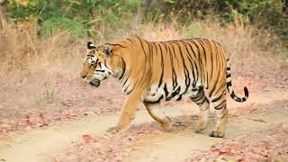 Satpura Wildlife  Madhya Pradesh  MPTourism [upl. by Eedyah836]