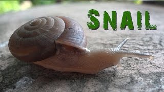 SNAIL move  Animal Video [upl. by Loella]