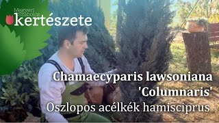 Chamaecyparis lawsoniana Columnaris  Oszlopos acélkék hamisciprus [upl. by Asfah751]