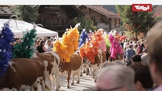 Almabtrieb Tirol  Kelchsau Kitzbüheler Alpen 🐮 [upl. by Harv]