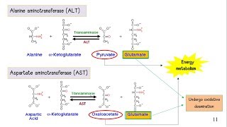 Amino Acid Metabolism [upl. by Aikaz220]