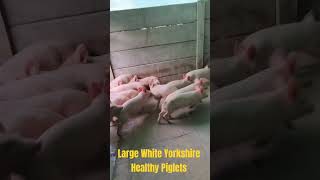 Cute Large White Healthy Piglets Playing and Running Around  pigs cutepigs cute cutevideo [upl. by Ahtan]