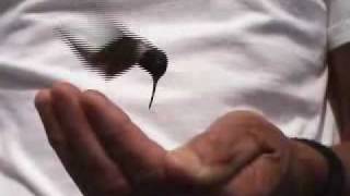 RubyThroated Hummingbird Eating From My Hand and More [upl. by Cassie423]