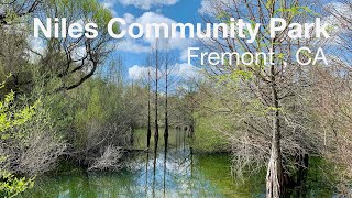 Niles Community Park Fremont  a quiet East Bay community park with bald cypress in water [upl. by Mlehliw]