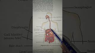 Human Alimentary Canal digestivesystem biology [upl. by Devonne]