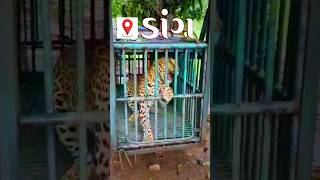 😱 ડાંગ માં દીપડો પકડાયો 🐯🐅  the leopard was rescued  leopardrescue wildanimals [upl. by Syhr854]