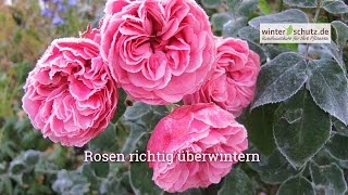 Winterschutz für Rosen Rosen überwintern [upl. by Eiramannod835]