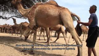 The Kharai Camels Amazing Camel Breed of India [upl. by Reedy]