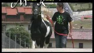 Amazing Horses Stallions  Quarter Appaloosa Paint Italy [upl. by Haon]