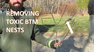 DeLeaves  Browntail Moth Nest Removal [upl. by Etaner636]