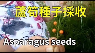 阿美美 蘆筍種子採收 Asparagus seeds [upl. by Rhianon]