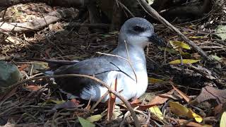 Blackwinged Petrel Pterodroma nigripennis on Phillip Island Norfolk Island [upl. by Adnirim]